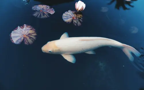 Étang paisible avec une carpe koï dorée nageant parmi des nénuphars et des reflets sur l’eau sombre et calme.