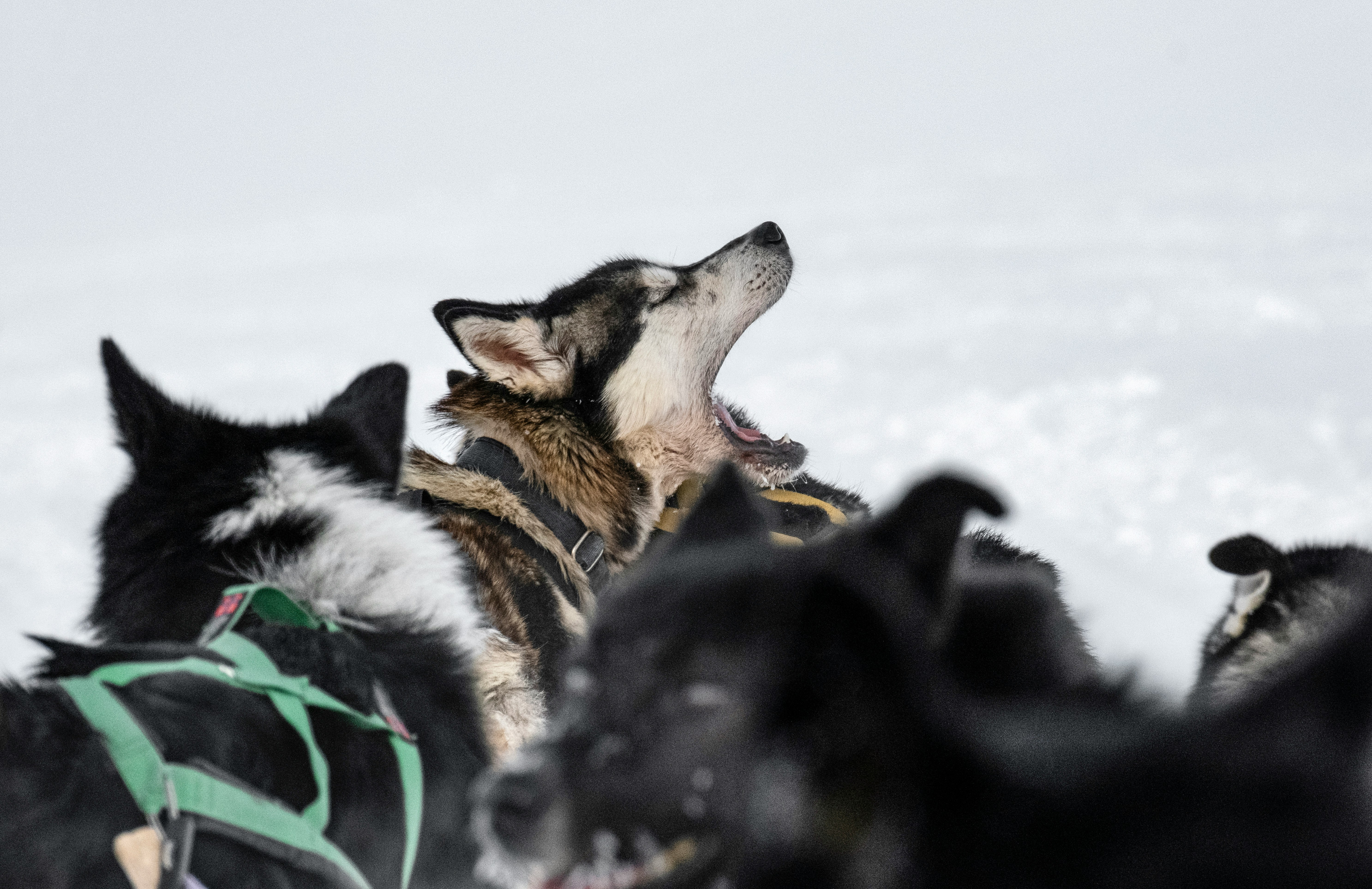 Dog-sledding in the Swiss Alps | Ultima Hotel Gstaad