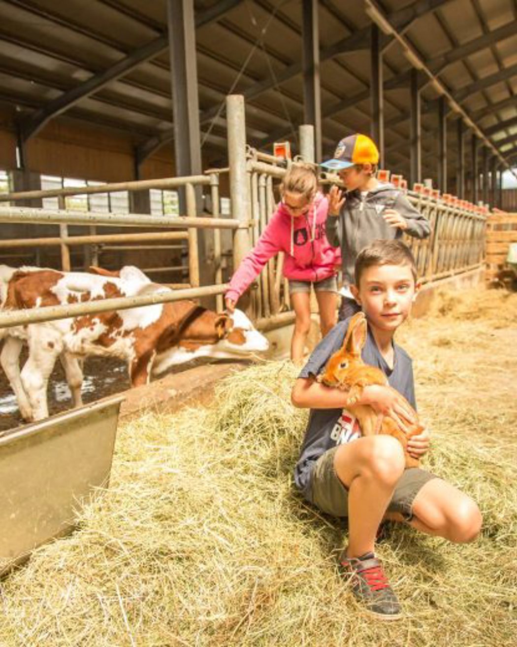 Children visiting a farm, feeding calves and holding a baby goat inside a barn with hay and farm animals.