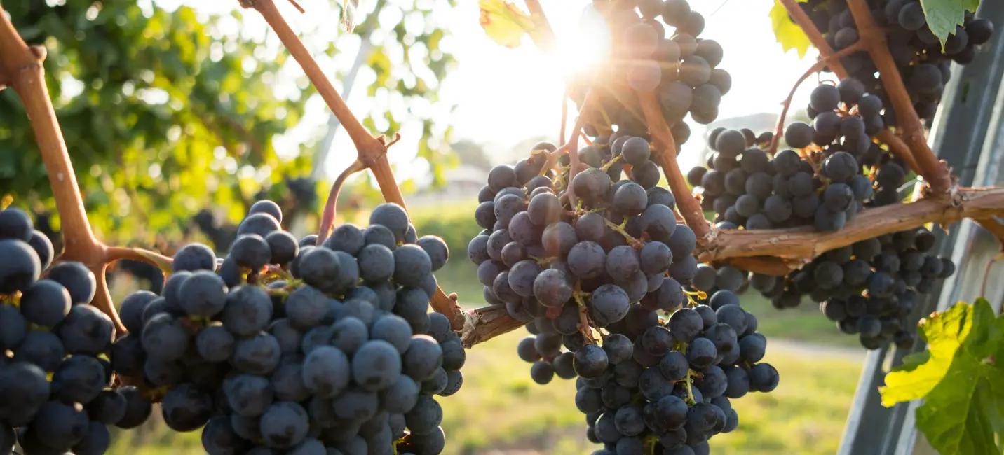 Clusters of ripe purple grapes glisten in the golden sunlight, hanging heavily from the vine amid lush green leaves.