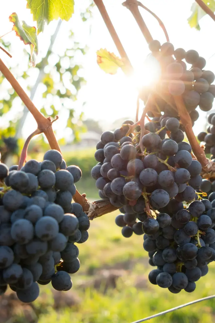 Clusters of ripe purple grapes glisten in the golden sunlight, hanging heavily from the vine amid lush green leaves.