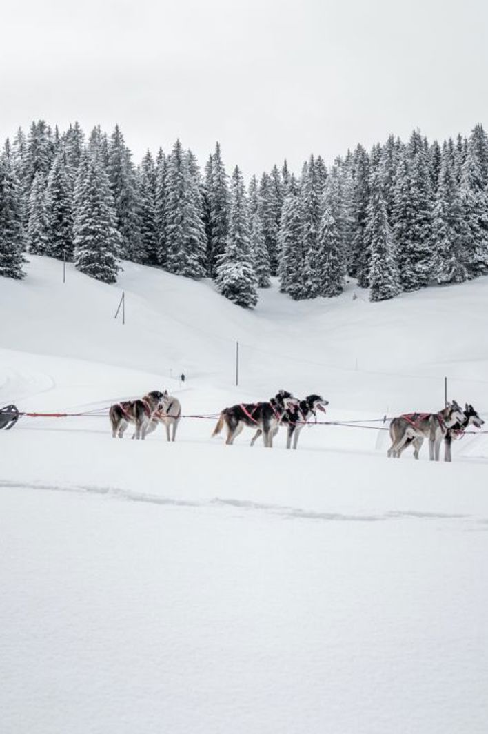 A team of sled dogs pulling a sled with two people across a snowy landscape, surrounded by snow-covered pine trees under an overcast sky.